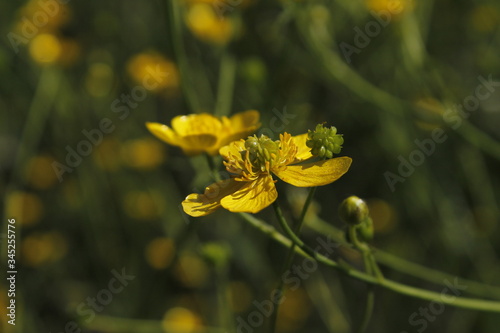 yellow flower