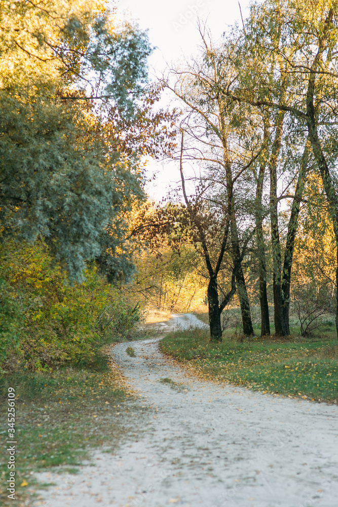Fototapeta premium field road and autumn yellow trees