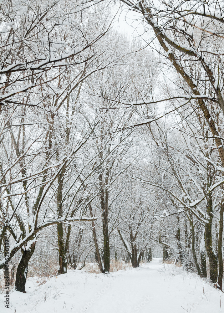 Path in a winter forest.