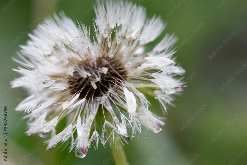 Fluffy dandelion wet after rain with drops of water Fluffy dandelion wet after rain with drops of water