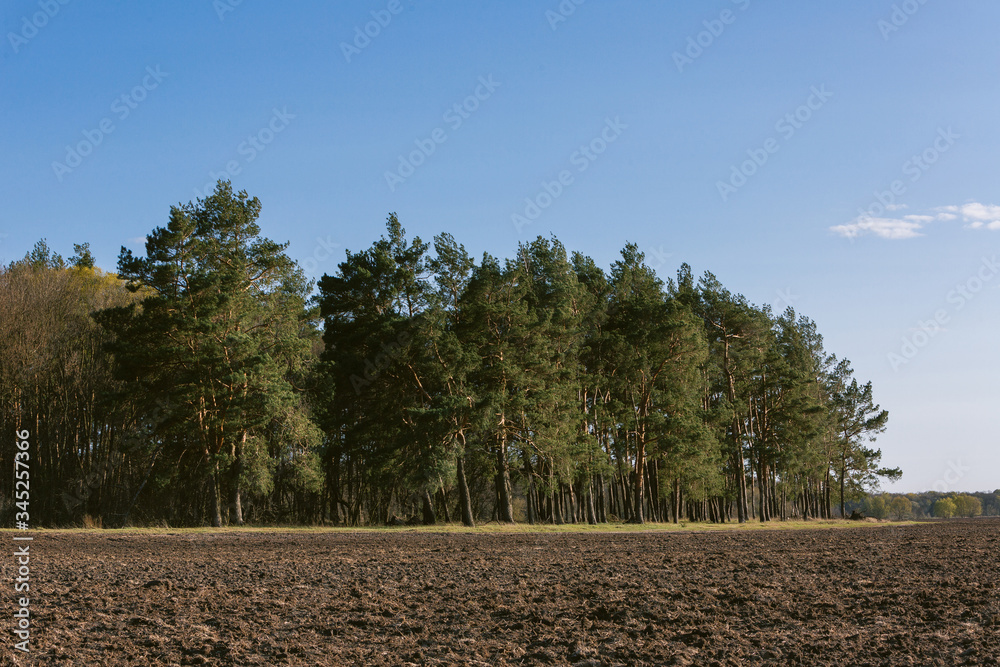 pine trees growing in a field against a background of black earth and blue sky