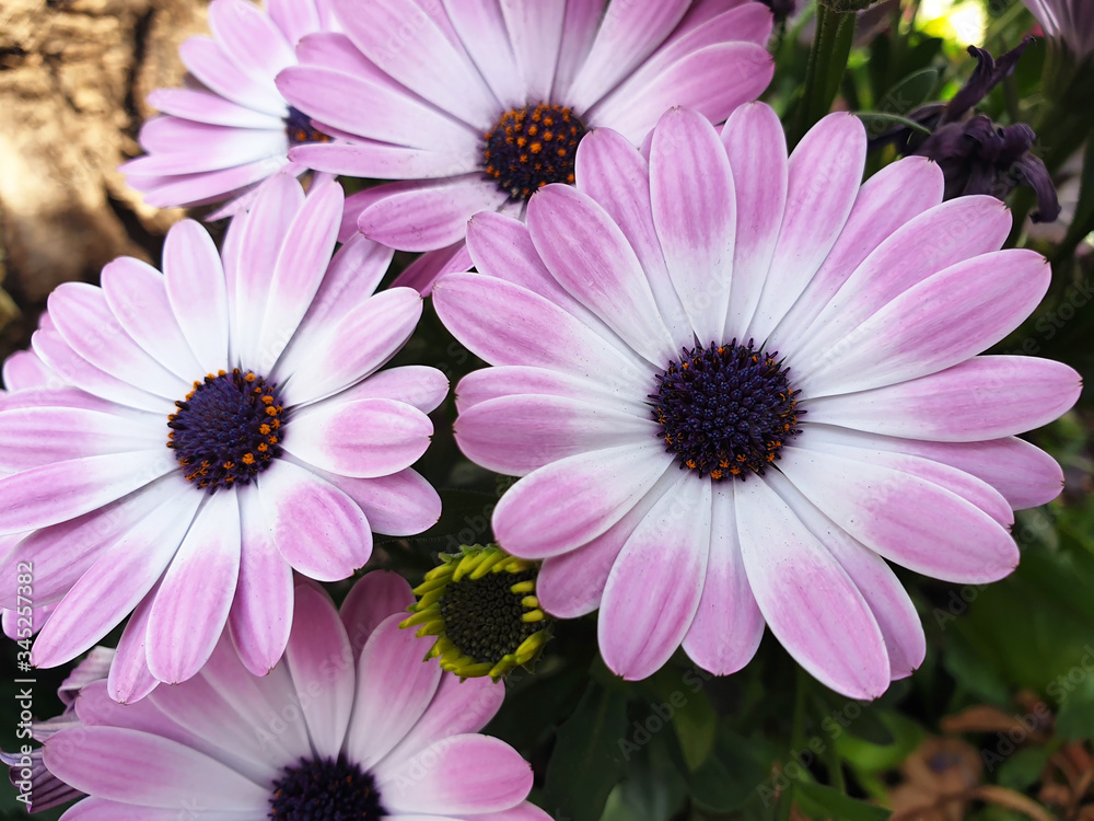 Purple flowers of Osteospermum or Dimorphotheca. Purple flowers of Osteospermum or Dimorphotheca.