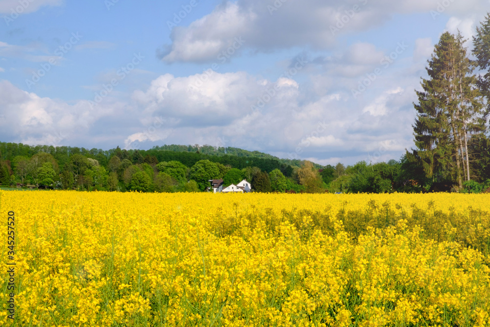 Landscape with yellow fields of blooming rapeseed in Germany. Landscape with yellow fields of blooming rapeseed in Germany.
