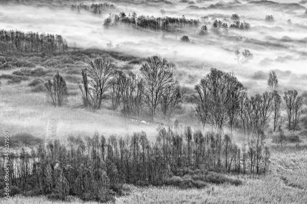 Black and white landscape with trees, fields and fog