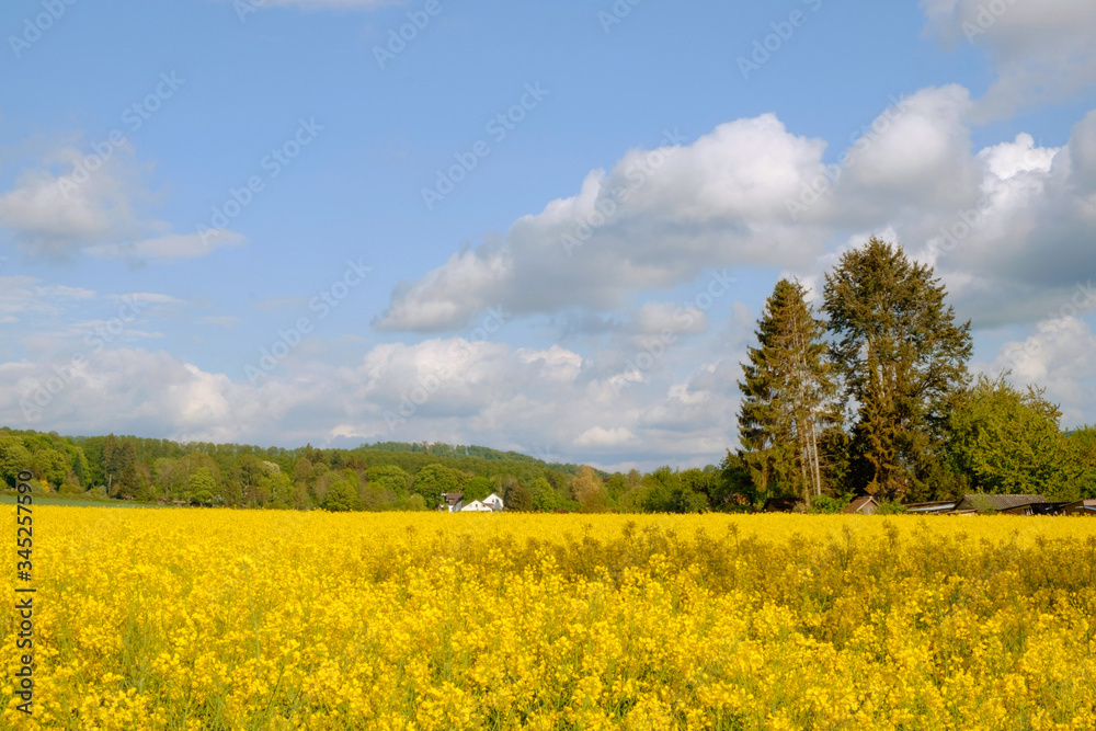 Landscape with fields of blooming rapeseed iand a white house n Germany.