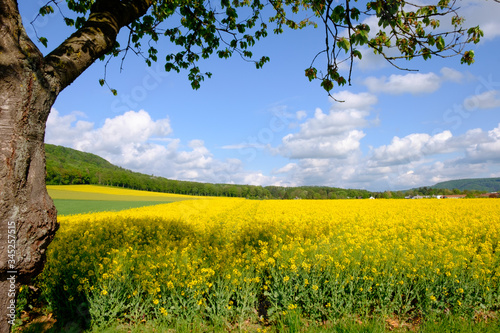 Landscape with yellow fields of blooming rapeseed in Germany.