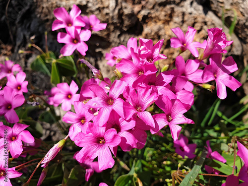Pink flowers of Oxalis near the tree on a spring day.