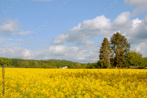 Landscape with fields of blooming rapeseed iand a white house n Germany.