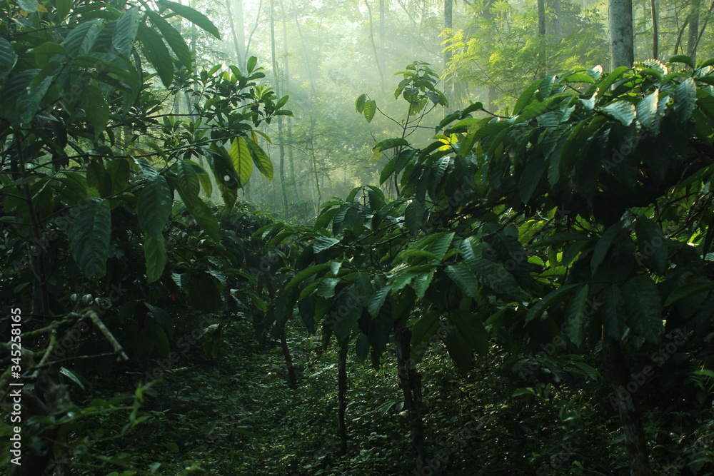 Naklejka premium Robusta coffee plant with dense leaves in a dark garden. photos contains motion blur, noise, film grain and artifacts.