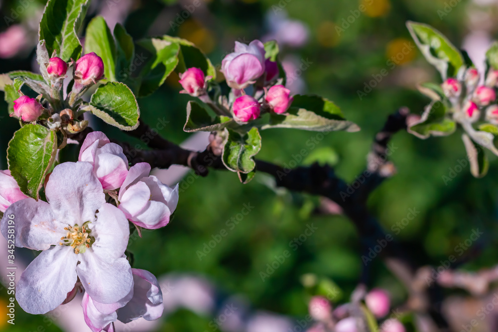 Obraz premium Branch is with the flowers of apple-tree in a garden
