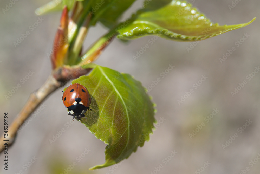 ladybug sitting on a young leaf, can be used for background ladybug sitting on a young leaf, can be used for background