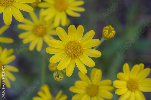 Beautiful yellow wildflower closeup, background for wallpaper and calendar