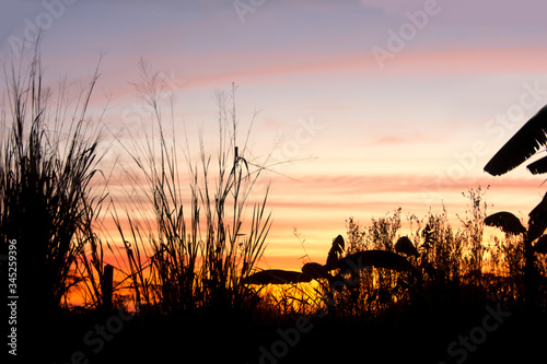 The color of the sky and trees at sunset