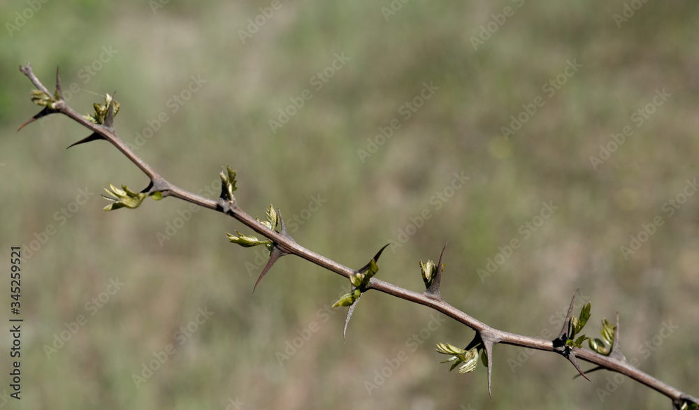 young branch of acacia close-up, can be used as background young branch of acacia close-up, can be used as background