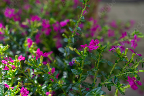 Beautiful pink cuphea in the garden