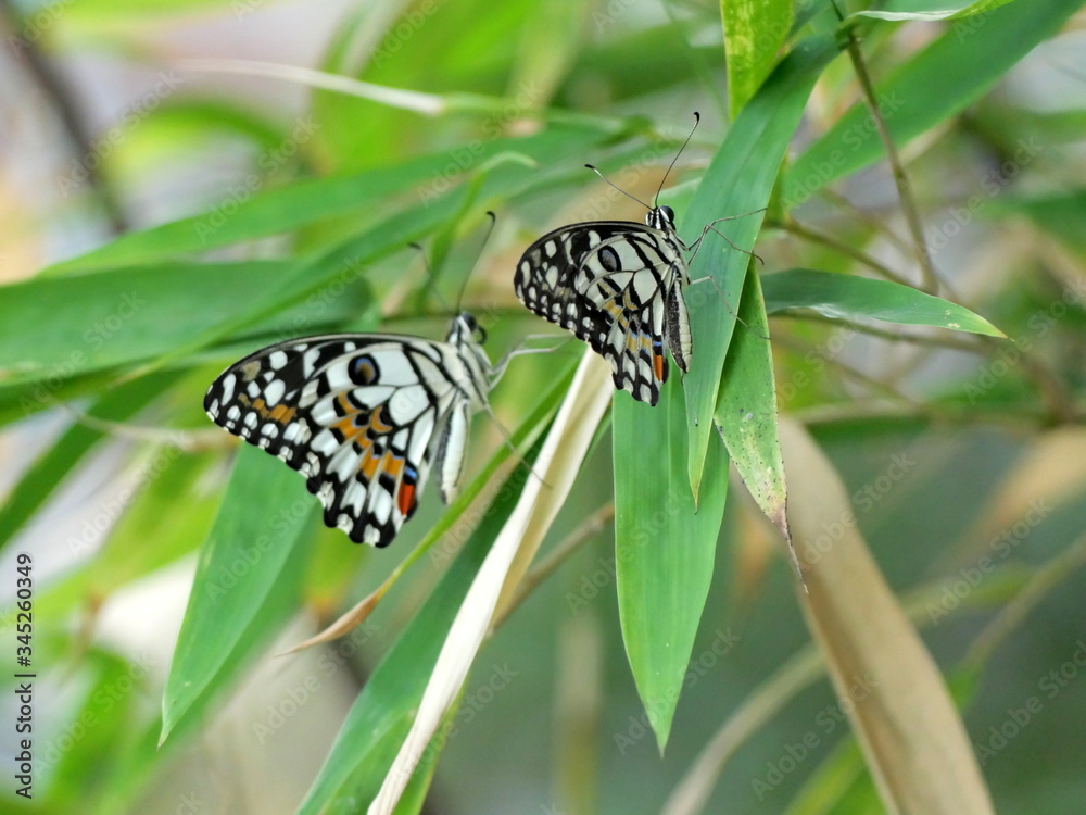 Two beautiful lime butterflies, lemon butterfly, or chequered swallowtail (Papilio demoleus) on bamboo tree Two beautiful lime butterflies, lemon butterfly, or chequered swallowtail (Papilio demoleus) on bamboo tree