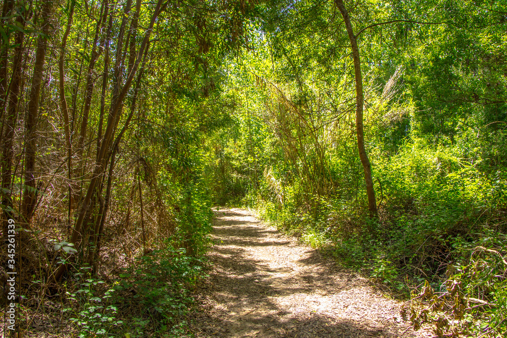 Floresta Floresta