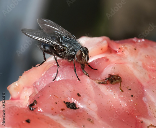 The housefly is a fly of the suborder Cyclorrhapha. It is believed to have evolved in the Cenozoic Era, possibly in the Middle East, and has spread all over the world as a commensal of humans. photo