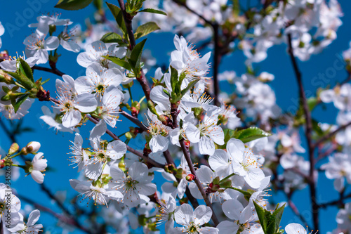 Beautiful color of cherry-tree. Shallow focus © Vasyl