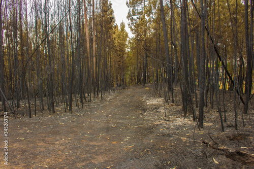 Incendio Pedrog  o Grande 17 Junho 2017