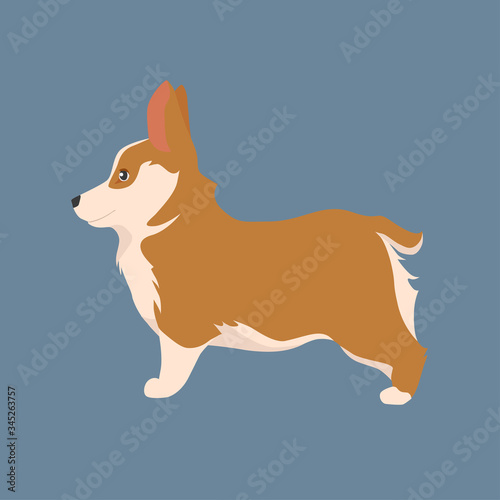 Happy dog Welsh Corgi. The style flat.