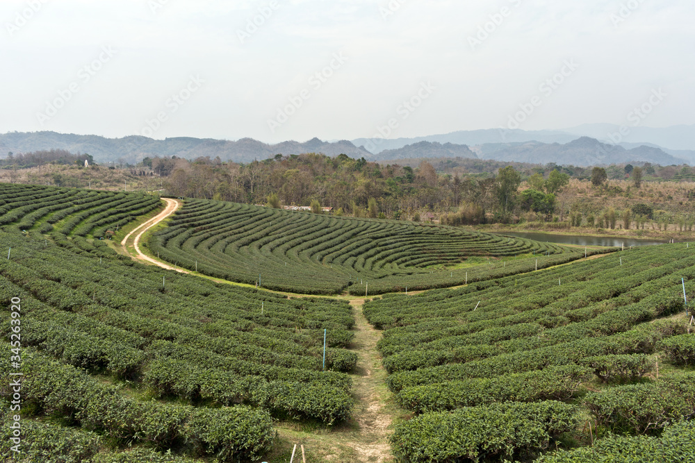Scenery at Choui Fong Tea Plantation, Mae Chan, North Thailand, Asia