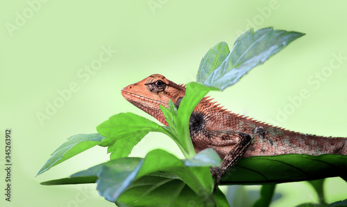 Garden Lizard  photo