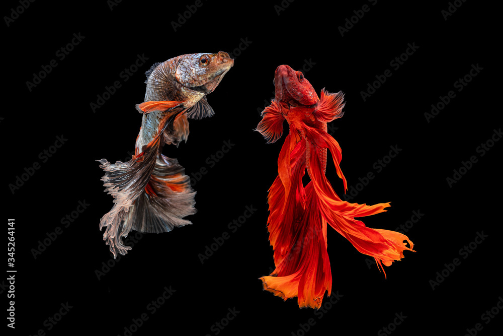 Fototapeta premium The moving moment beautiful of red siamese betta fish or fancy betta splendens fighting fish in thailand on isolated black background. Thailand called Pla-kad or half moon biting fish.