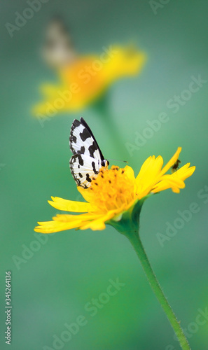 butterfly on yellow flower © MonowarKabir