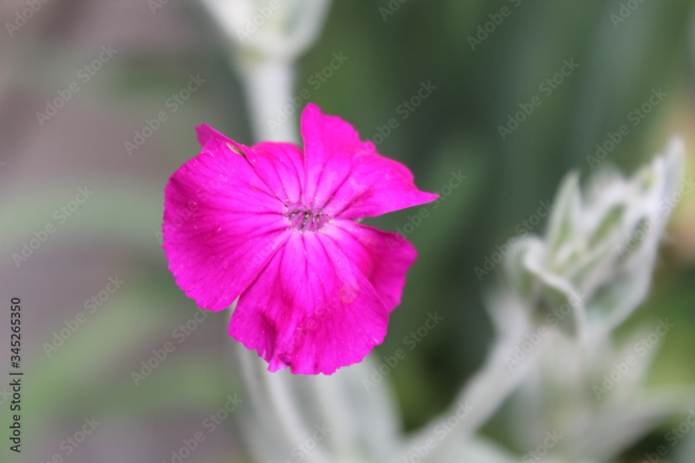 flowers fleurs mauve jardin plante été macro 