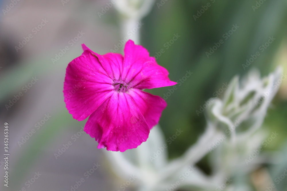 Obraz premium flowers fleurs mauve jardin plante été macro
