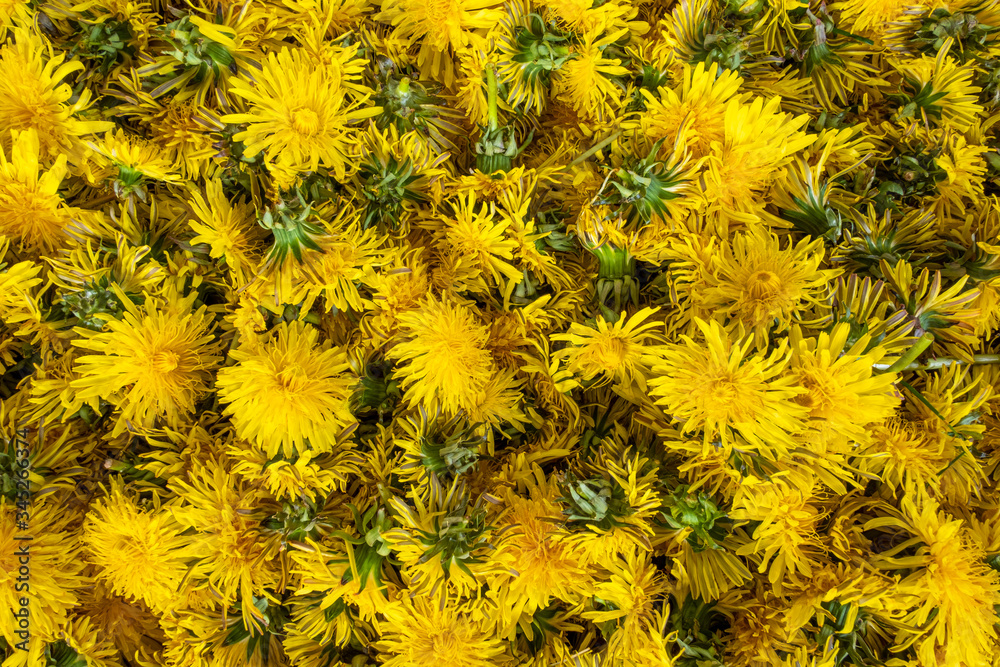 Yellow flowers of common dandelion picked and prepared for processing - drying or boiling for syrup (a general view; horizontal shot) Yellow flowers of common dandelion picked and prepared for processing - drying or boiling for syrup (a general view; horizontal shot)