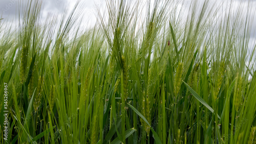 Dinkel wheat plants from frog's eye perspective Dinkel wheat plants from frog's eye perspective