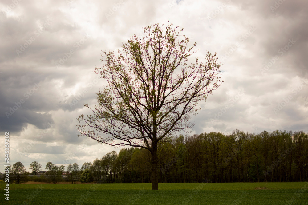 Obraz premium tree in the field