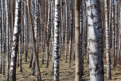 Fototapeta Naklejka Na Ścianę i Meble -  Las brzozowy