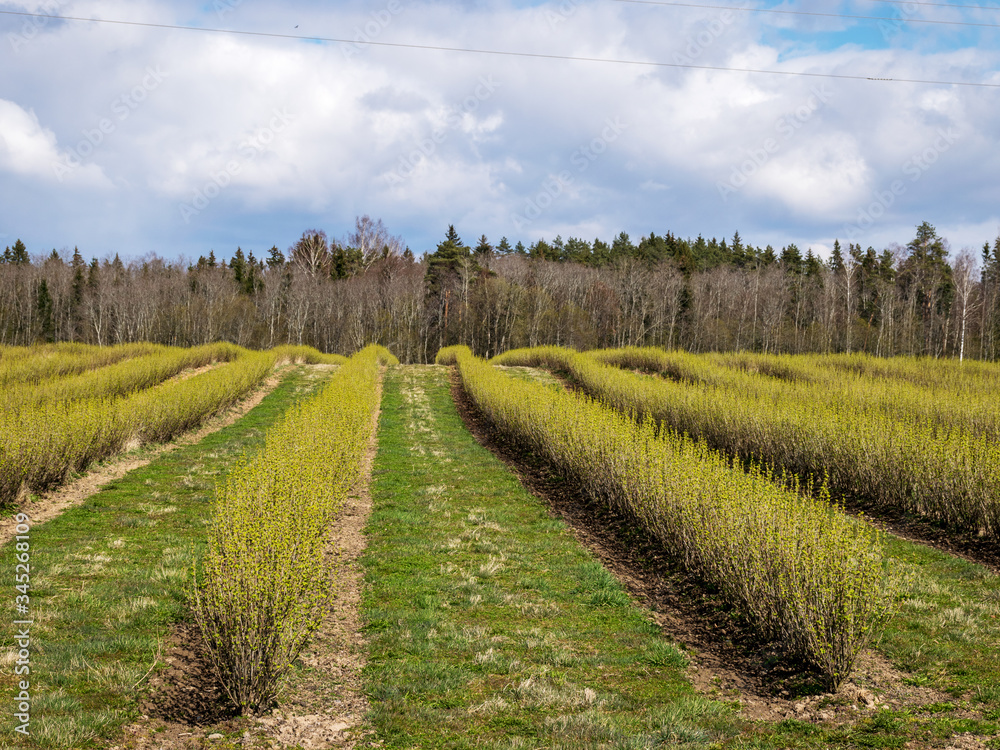 landscape with rows of beautiful green blackcurrant bushes, first spring greenery