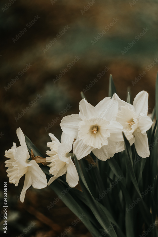 daffodil 