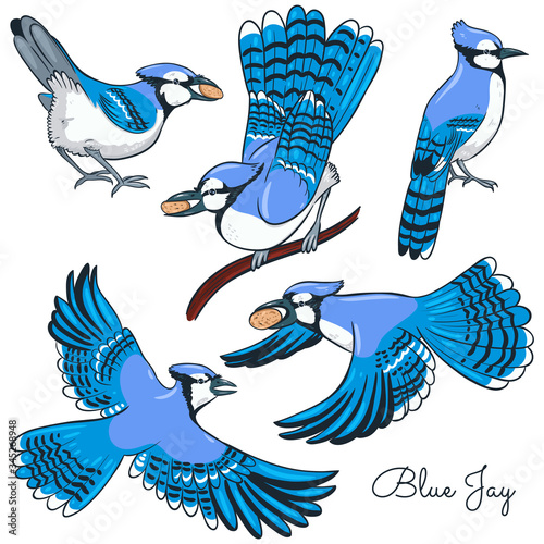 Set of blue jays isolated on a white background. Vector graphics.
