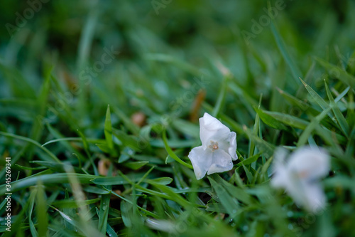 White flowers falling on the grass background