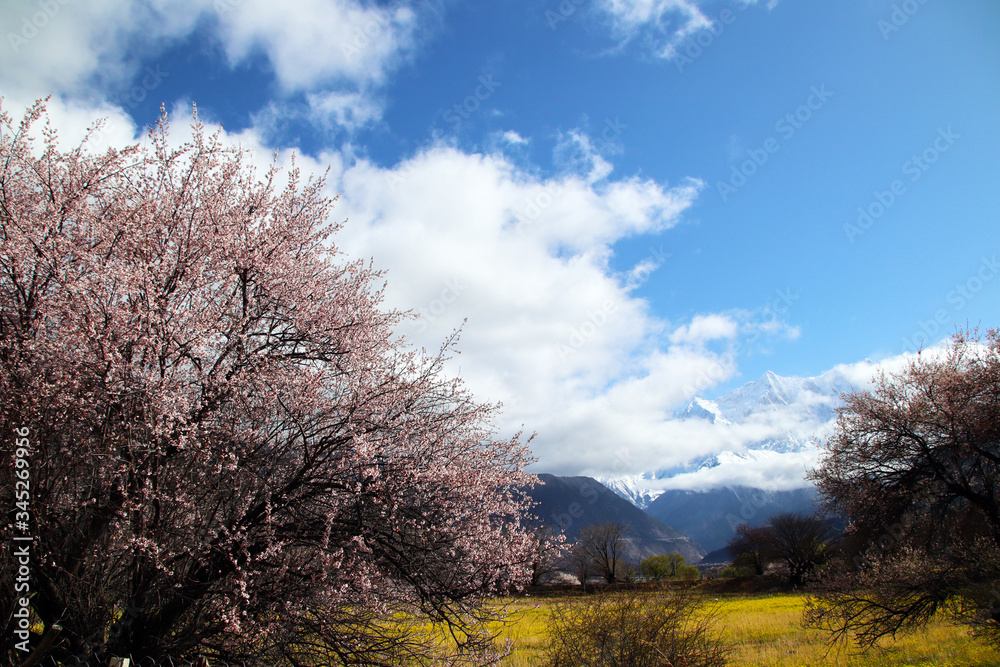 Nanjiabawa Peak, blue sky, white clouds, snowy mountains in pink peach blossoms! Nanjiabawa Peak, blue sky, white clouds, snowy mountains in pink peach blossoms!