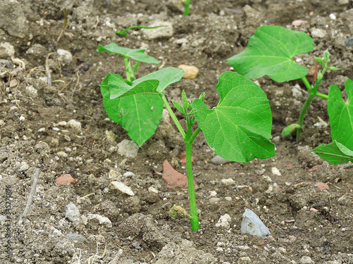 green bean plant in the hobby garden, newly growing bean plant,