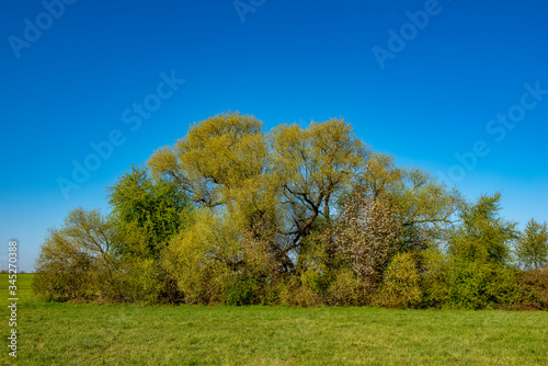 Eine Baumgruppe mitten in einem Feld