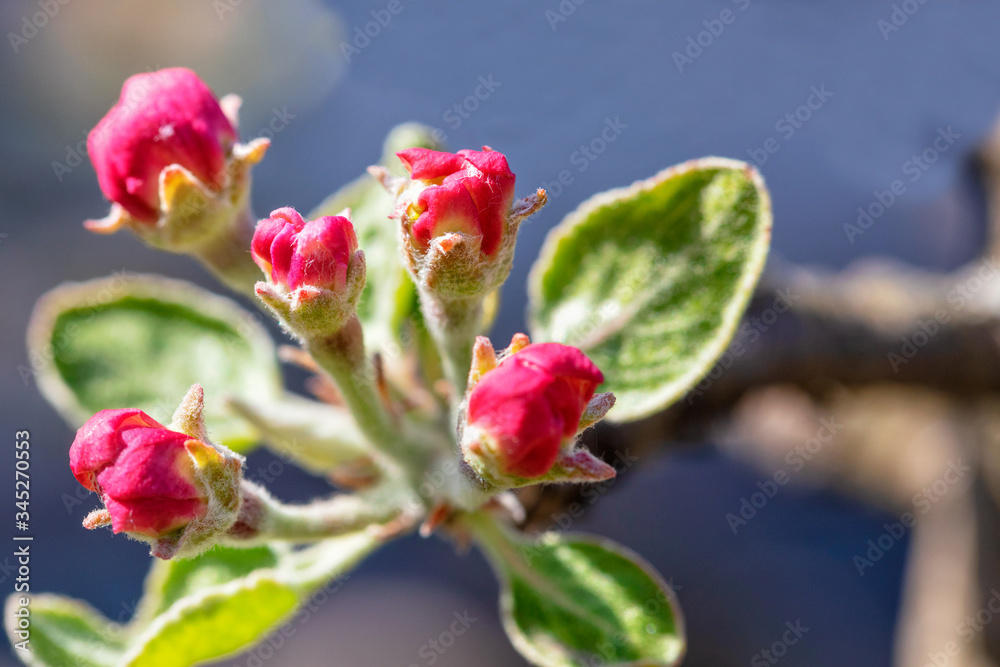 Red closed flower buds of an apple tree on a background of blue sky in blur. Red closed flower buds of an apple tree on a background of blue sky in blur.