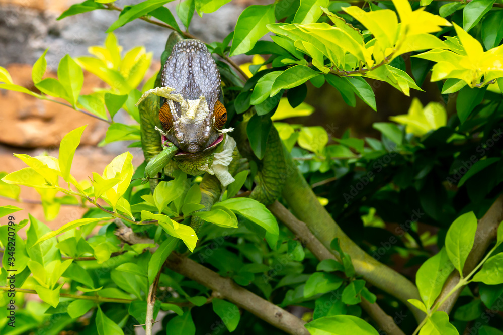 Colorful chameleon on a branch in a national park on the island of Madagascar Colorful chameleon on a branch in a national park on the island of Madagascar