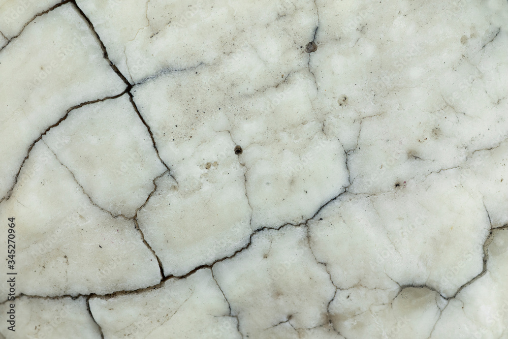 cracks on old horse tooth cracks on old horse tooth