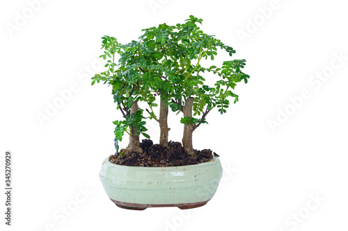 chinese pepper bonsai over white