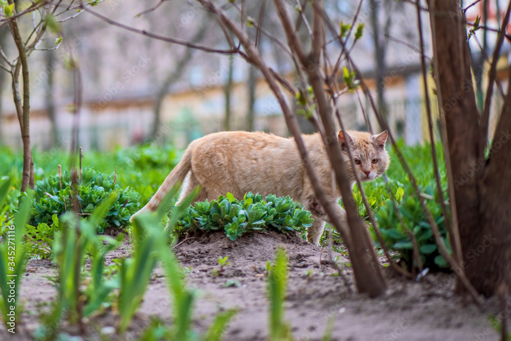 Obraz premium A sick homeless cat walks in the yard. Photographed close-up.