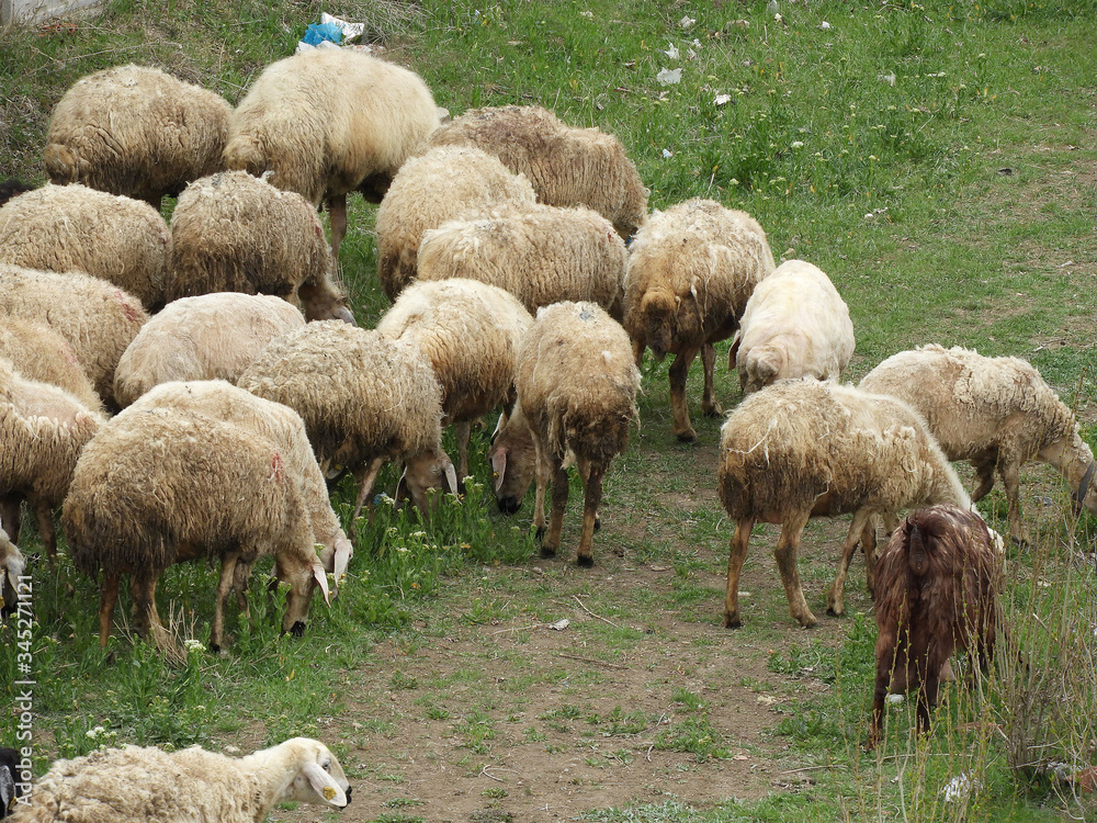 plastic and nylon wastes harm the grazing areas of the animals, sheep and goats grazing in the pasture,