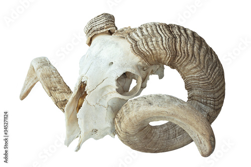 large ram skull over white