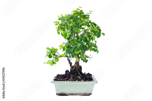 Sageretia bonsai on white background